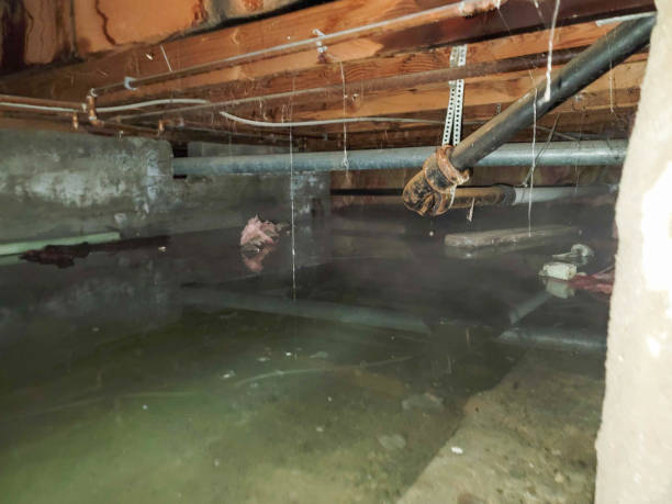 Best Professional water damage repair  in Salem, NJ
