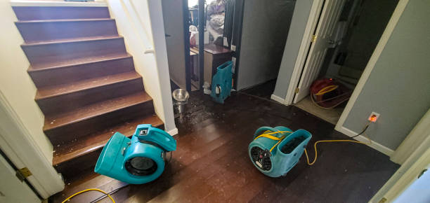 Best Mold removal after water damage  in Salem, NJ